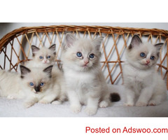 Pure Breed Ragdoll Kittens for sale