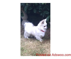 Stunning White Longcoat Kc -reg Chihuahua For Stud