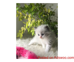 Amazing Blue Bi Colour Female Available As Active