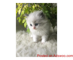 Amazing Blue Bi Colour Female Available As Active