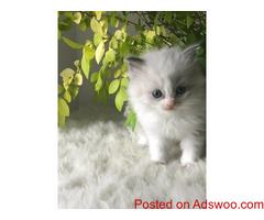 Amazing Blue Bi Colour Female Available As Active