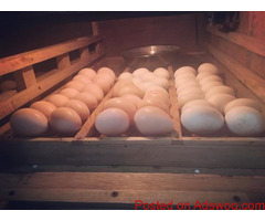 parrots and fertile parrot eggs for sale WhatsApp..+1(432) 827-2413