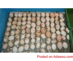 FERTILE OSTRICH AND PARROTS EGGS WITH PARROTS BIRDS AVAILABLE FOR SALE WhatsApp..+1(432) 827-2413 .