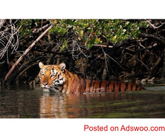 SUNDARBAN Tour Planner in Kolkata