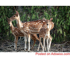 SUNDARBAN Tour Planner in Kolkata