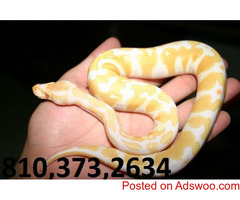 Albino Ball Pied Snake for Adoption