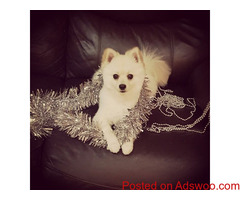 '''challenging male and female Maltese puppies looking for new homes