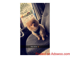 '''challenging male and female Maltese puppies looking for new homes