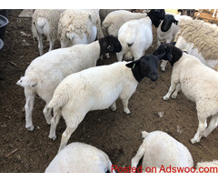 Healthy goats and sheeps for sale