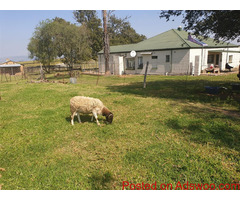 Healthy goats and sheeps for sale