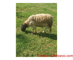 Healthy goats and sheeps for sale