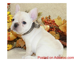 French Bulldog Puppies