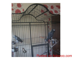 Tame African birds  grey