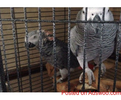 Tame African birds  grey