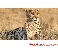Best Camping Tours And Safaris