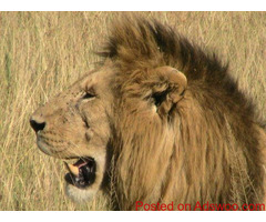 Best Camping Tours And Safaris