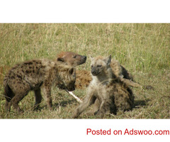 Best Camping Tours And Safaris