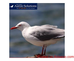 Bird Exclusion San Jose
