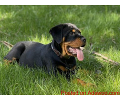 Rottweiler for Sale, Rottweiler Puppy for Sale in Washington