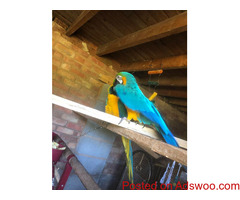Blue And Gold Macaw wanting a new home