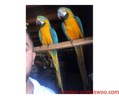 Blue And Gold Macaw wanting a new home