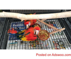 DNA Kids Friendly Scarlet Macaw Parrots For Rehoming