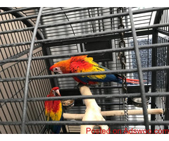 DNA Kids Friendly Scarlet Macaw Parrots For Rehoming