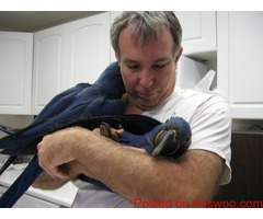Hyacinth Macaw Parrots For Rehoming
