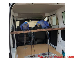 Hyacinth Macaw Parrots For Rehoming