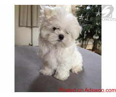 Maltese puppies - Snow White