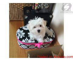 Maltese puppies - Snow White