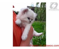 Beautiful British Longhair Kittens