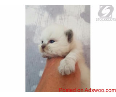 Beautiful British Longhair Kittens