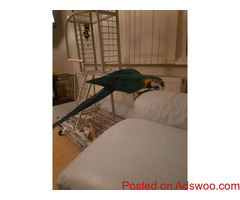 Macaw parrots