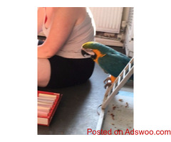 Macaw parrots