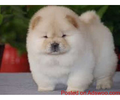 Cream white and Black Chow chow puppies Available