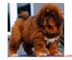 LION HEAD CHINESE TIBETAN MASTIFF PUPPIES