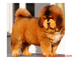 LION HEAD CHINESE TIBETAN MASTIFF PUPPIES