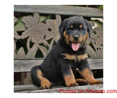 Rottweiler Puppies for Sale