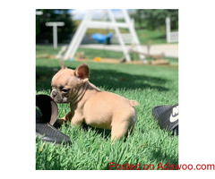 French bulldog puppies Available