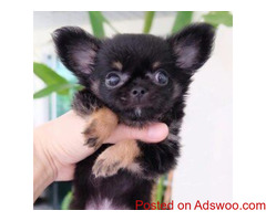 Pomeranian Puppy