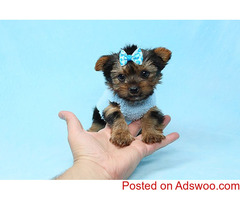 Yorkshire Puppies for sale