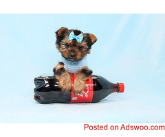 Yorkshire Puppies for sale