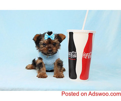 Yorkshire Puppies for sale
