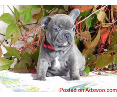 English Bulldog