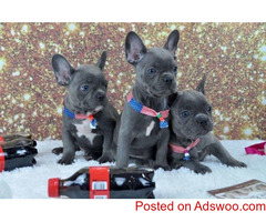 100% Pure Breed Blue French Bulldog puppies Text Us At (949) x 354 x 2583 )