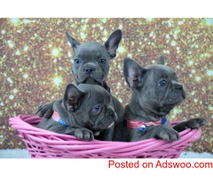 100% Pure Breed Blue French Bulldog puppies Text Us At (949) x 354 x 2583 )