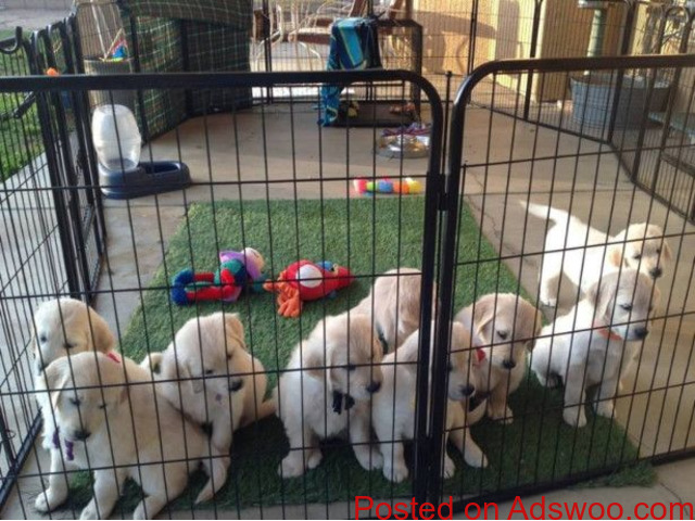 AKC registered golden retriever puppies - 1/1