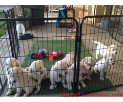 AKC registered golden retriever puppies