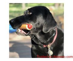 Nylon Hot Dog Chew Toy